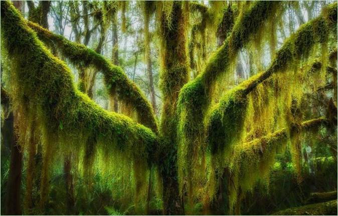 Les plus beaux arbres du monde
