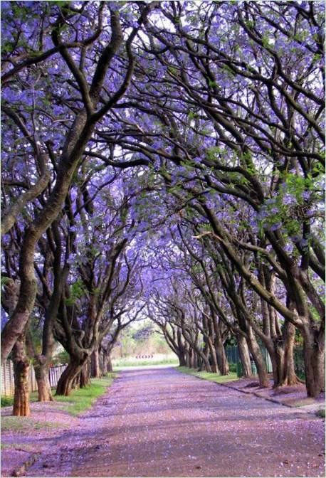 Les plus beaux arbres du monde