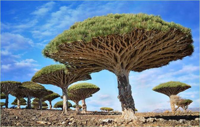 Les plus beaux arbres du monde