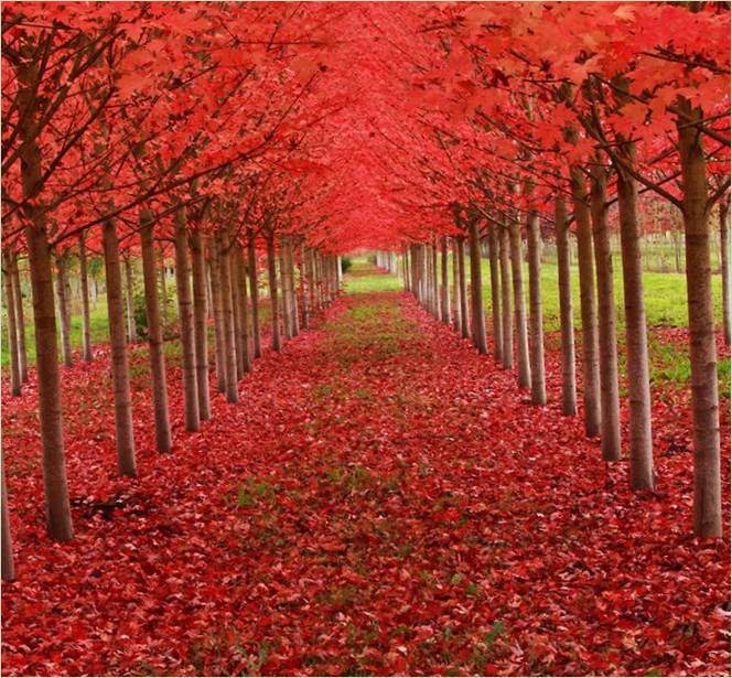 Les plus beaux arbres du monde