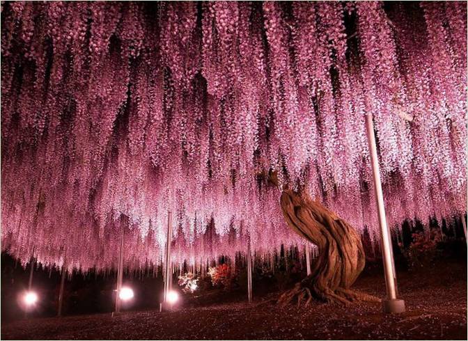 Les plus beaux arbres du monde