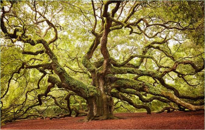 Les plus beaux arbres du monde