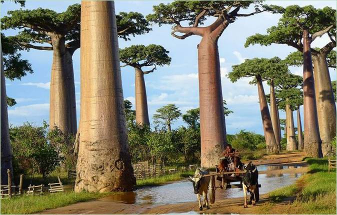 Les plus beaux arbres du monde