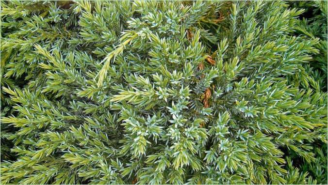 Conifères pour jardins pierreux : Juniperus scaly blue carpeth
