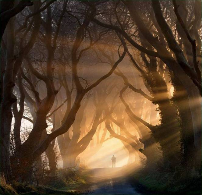 Forêt celtique en Irlande