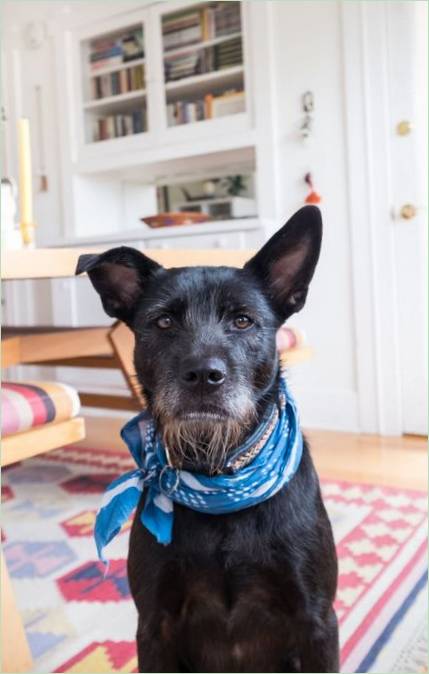 Cottage éclectique et chaleureux : Otto le maître chien