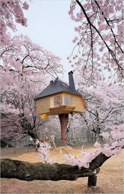 Une maison de théiers au Japon