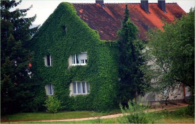 La façade recouverte de lierre