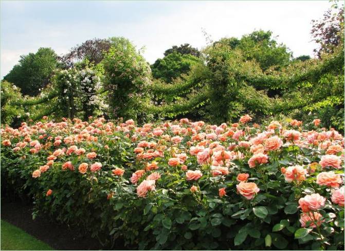 Aménagement paysager à Regents Park, Londres