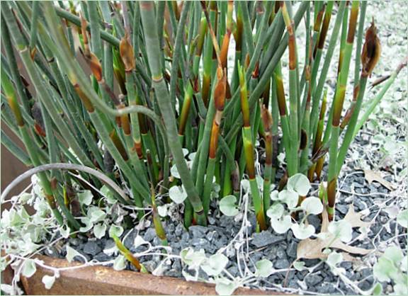 décoration de jardin