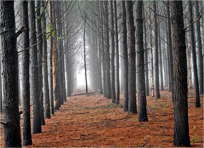 Un chemin dans les bois