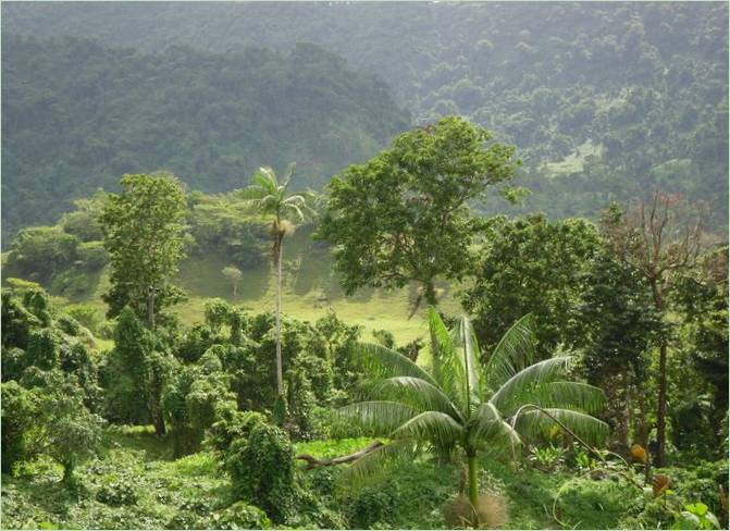 Forêts vertes de Samoa