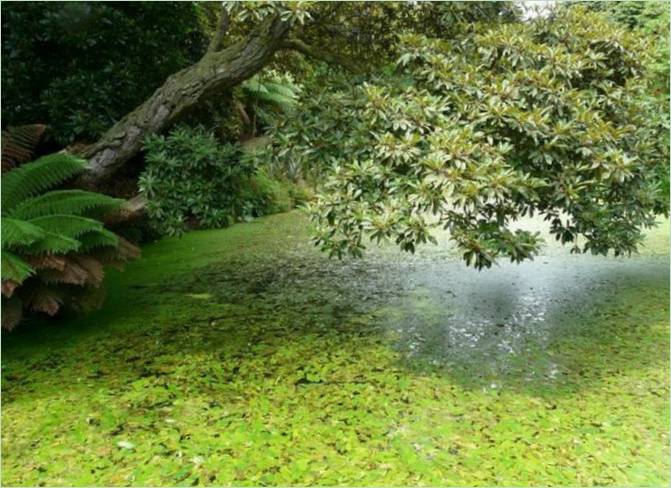 Les Jardins perdus de Heligan