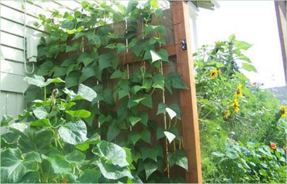 Idées intéressantes pour le jardinage vertical : le treillis de jardin traditionnel