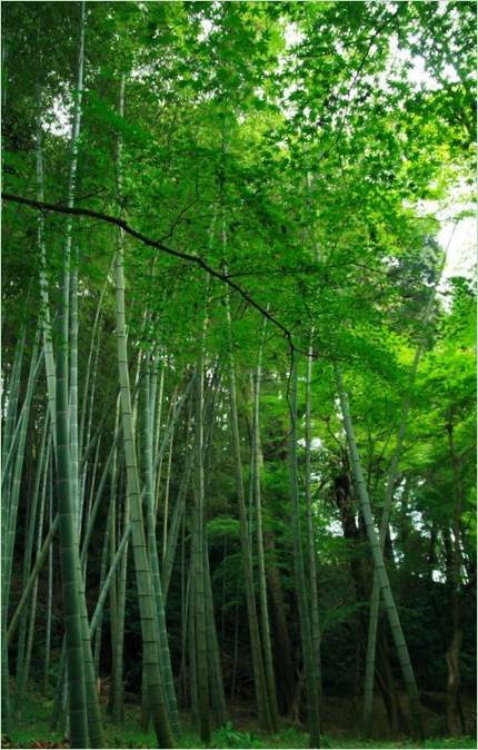 Le jardin des mousses au Saiho-ji à Kyoto