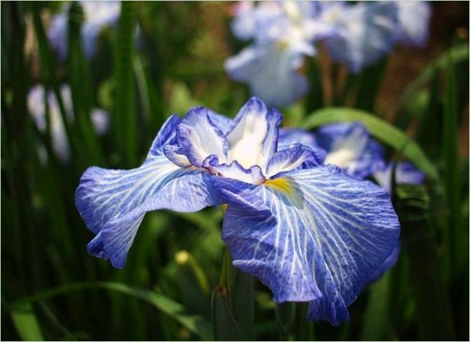 Le jardin d'eau des iris du Japon