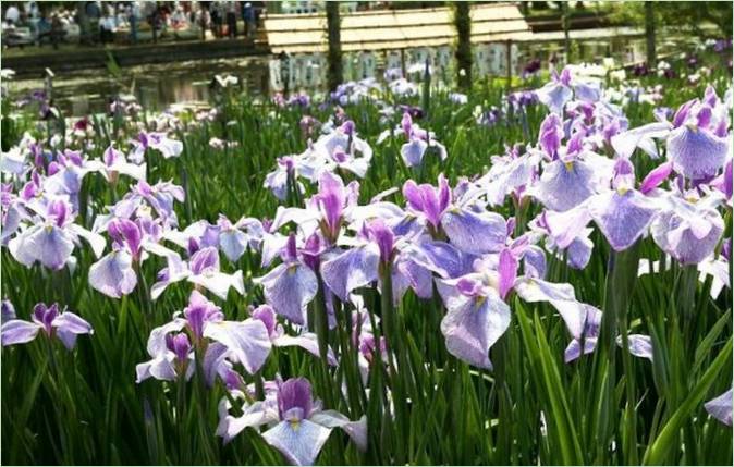 Le jardin d'eau des iris au Japon