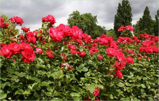 Aménagement paysager de Regents Park, Londres