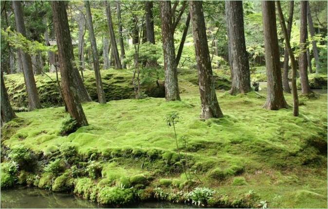 Le jardin des mousses de Saiho-ji à Kyoto