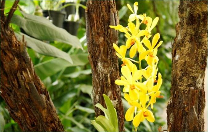 Le jardin des orchidées de Kuala Lumpur