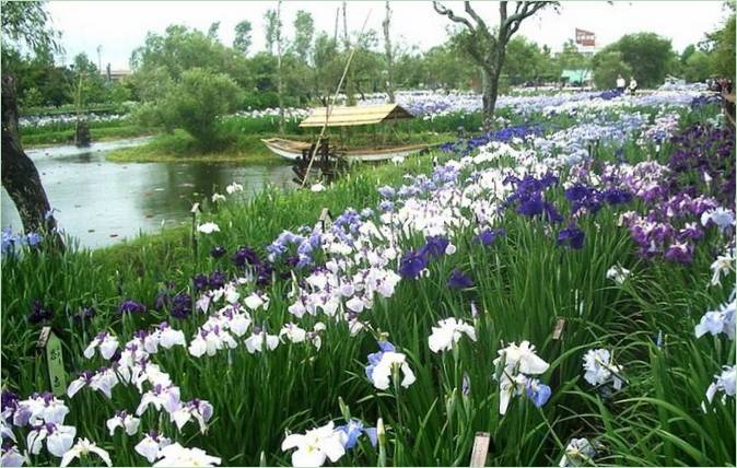Un jardin d'eau avec des iris japonais