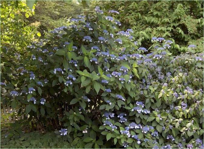 Conception d'un jardin de campagne anglais
