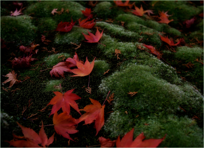 Le jardin des mousses au Saiho-ji à Kyoto