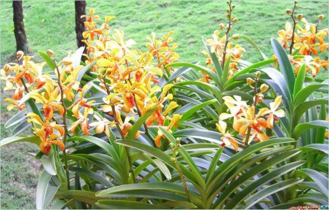 Le jardin des orchidées à Kuala Lumpur