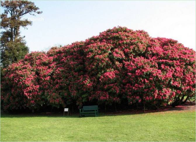 Les jardins perdus d'Heligan en Grande-Bretagne