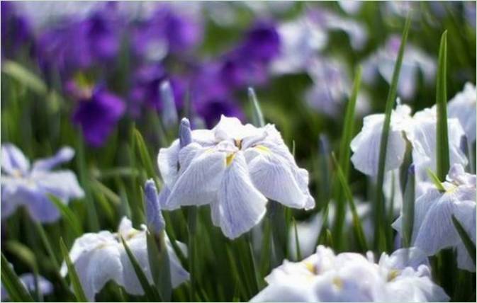 Le jardin d'eau des Iris au Japon