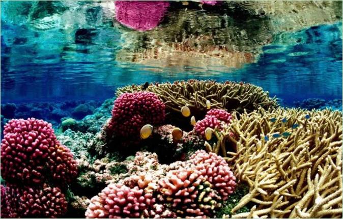 Récifs coralliens au large de l'île de Samoa