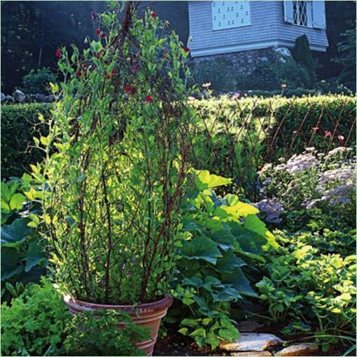 Idées intéressantes de jardinage vertical : un mini treillis dans un pot