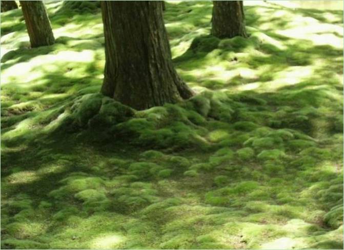 Le jardin des mousses au Saiho-ji à Kyoto
