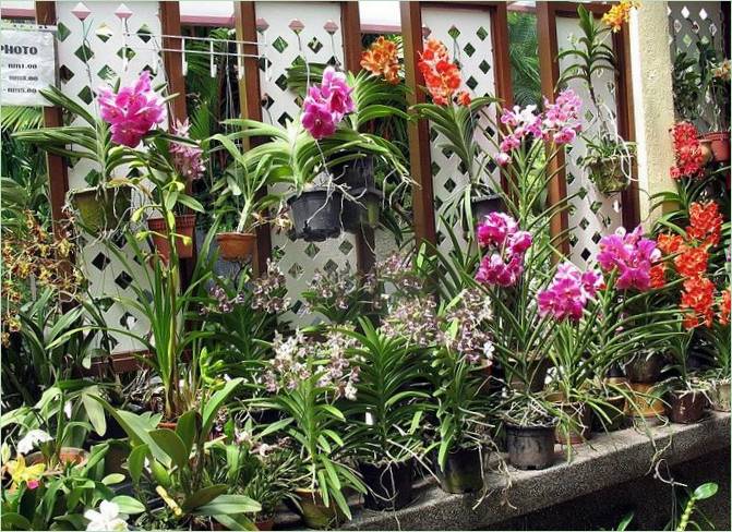 Jardin des orchidées à Kuala Lumpur