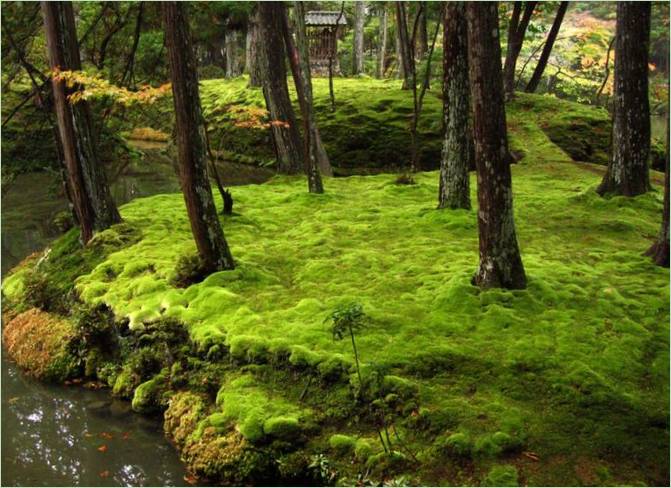 Le jardin des mousses au Saiho-ji à Kyoto