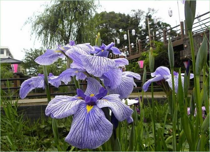 Jardin aquatique d'iris du Japon
