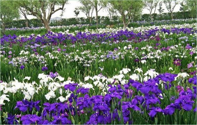 Jardin aquatique d'iris du Japon