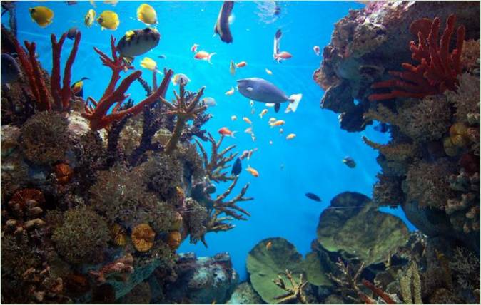Poissons exotiques dans le Pacifique