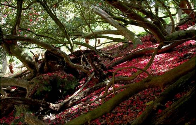 Les Jardins perdus de Heligan au Royaume-Uni