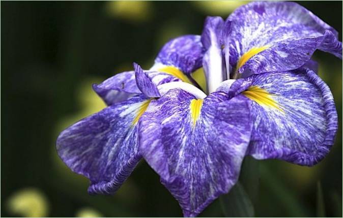 Un jardin aquatique d'iris au Japon