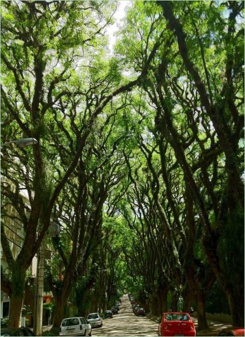 Tunnel de branches d'arbres