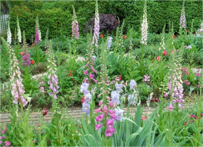 Une idée originale pour un jardin. Plantes hautes