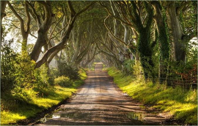 Un tunnel fait de branches d'arbres