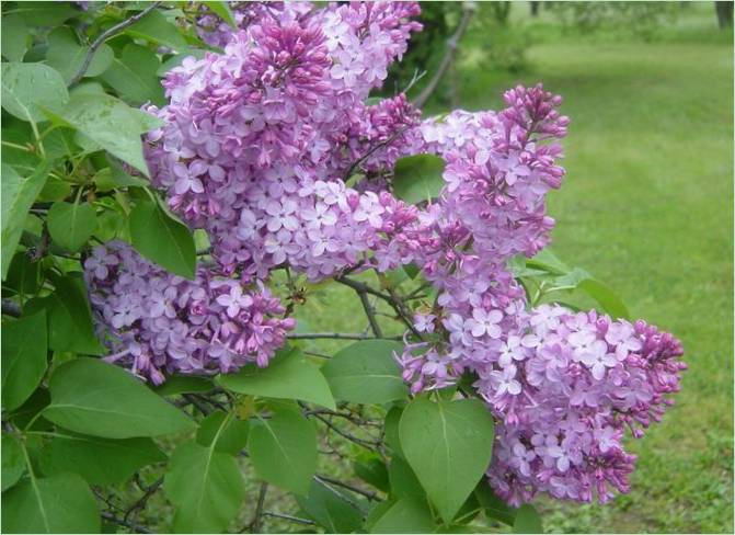 Une idée originale pour un jardin. Lilas