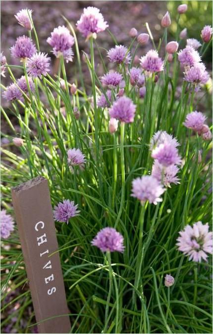 Une idée originale pour un jardin. Herbes et légumes