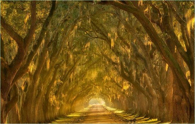 Un tunnel fait de branches d'arbres