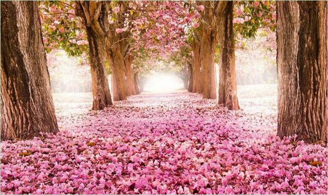 Un tunnel fait de branches d'arbres