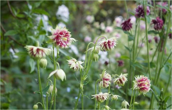 Une idée originale pour un jardin. Choisir les fleurs