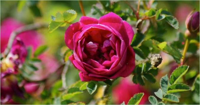 Les jardins d'Arley Hall