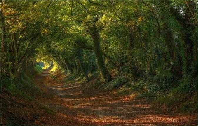 Un tunnel fait de branches d'arbres